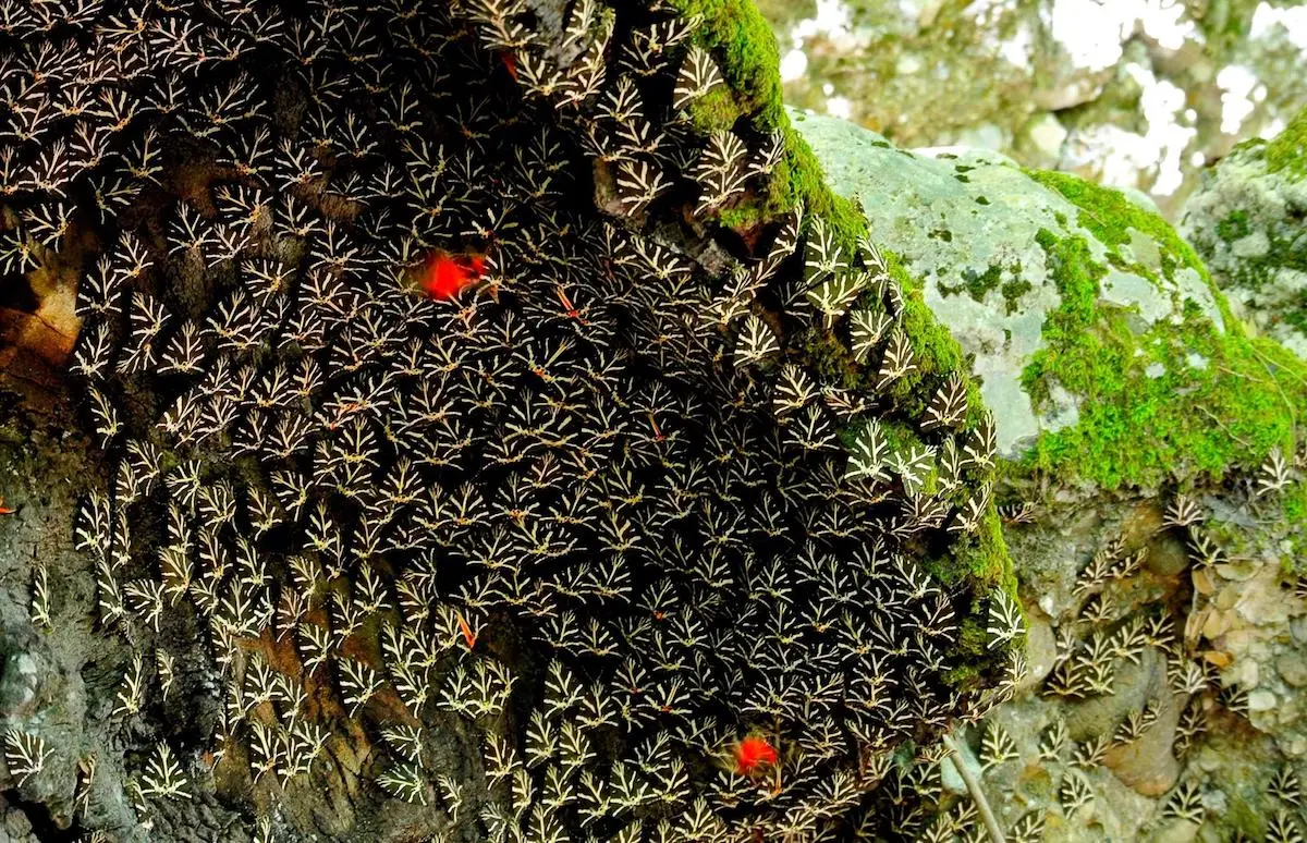 Blog de Voyage Vallée des Papillons
