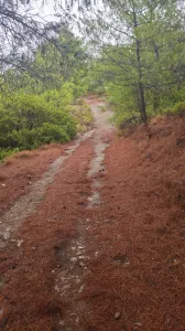 Wild und wunderschön