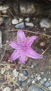 Wild und wunderschön