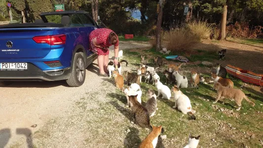 Purrfect!!! Gatti Kalithea